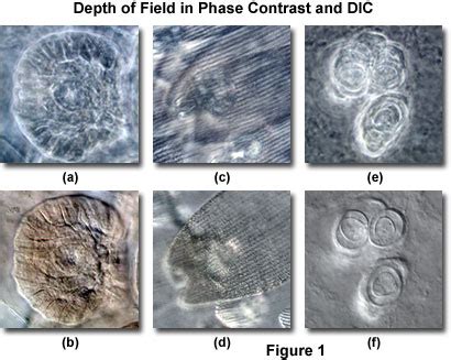 Toradh íomhá ar Phase Contrast Microscopy Feature