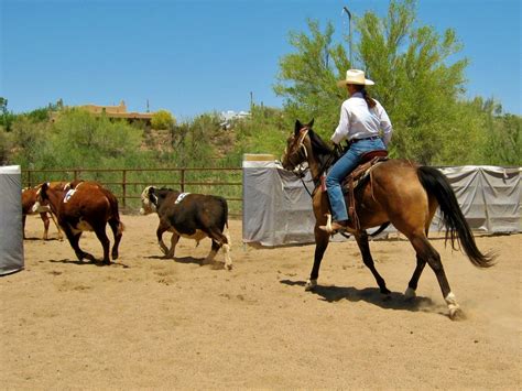 Image result for Horseback Sorting Cattle