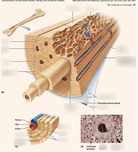 Toradh íomhá ar Compact Bone Tooth Structure