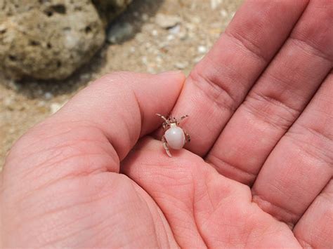 Toradh íomhá ar Run Over Man's Hand