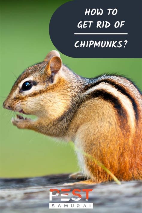 Image result for Kill Chipmunks