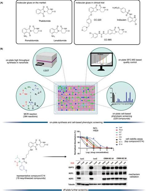 Afbeeldingsresultaten voor Direct Development Biology