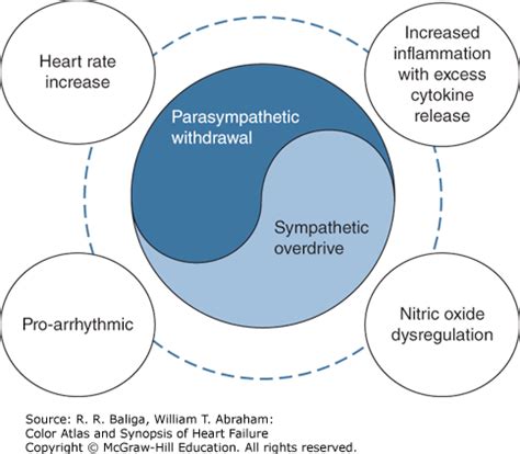 Image result for Autonomic Modulation Heart