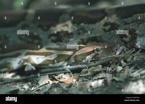 Image result for Australian Rock Python