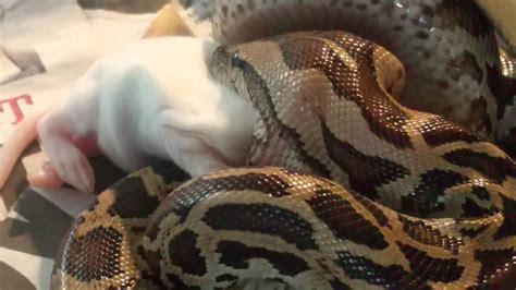 Image result for Burmese Python Hatchling