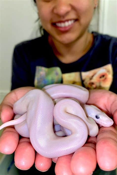 Image result for Pink Ball Python