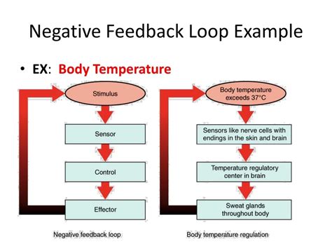 Negative Feedback Loop Fever に対する画像結果