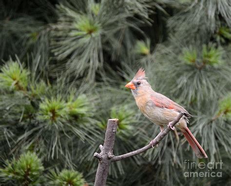 Image result for Lady On Perch