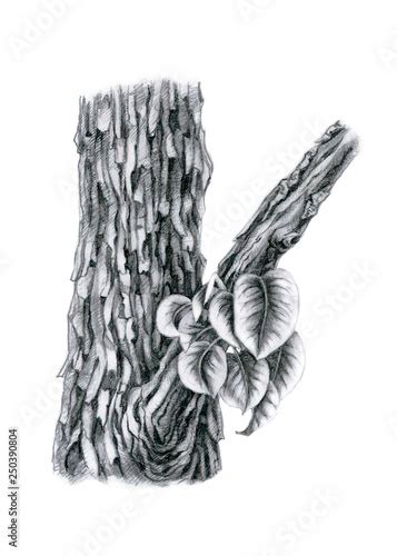 Realistic Tree Trunk Drawing に対する画像結果