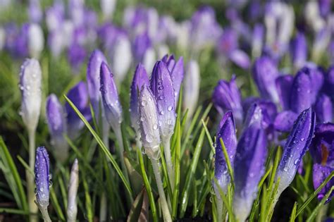 Image result for Seattle Color Spring Colors