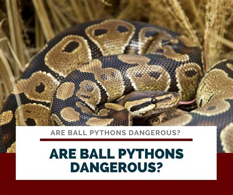 Image result for Ball Python Dangerous