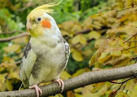 Toradh íomhá ar Cockatiel Exercise