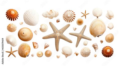 Image result for Sea Shells Transparent Background