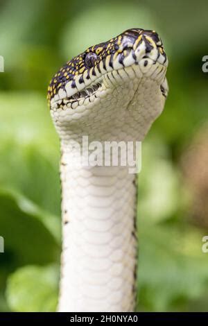 Toradh íomhá ar Python Head Raised