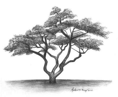 Image result for How to Draw a Tree in Landscape Design