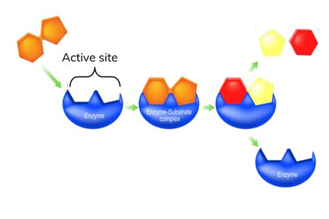 Enzymes - Biology: AQA A Level