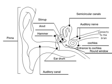 Toradh íomhá ar Life Sciences Grade 12 the Human Ear