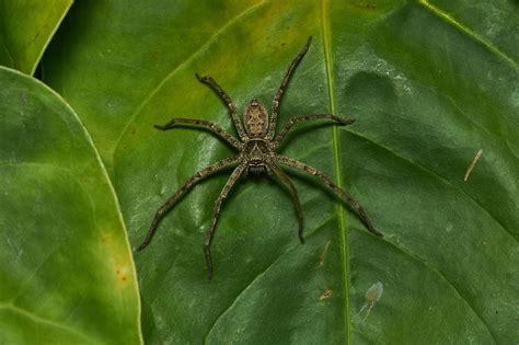 Image result for Huntsman Spider Arizona