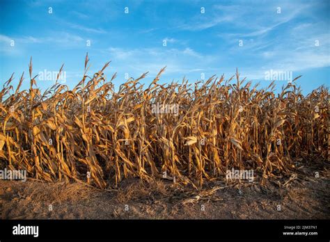 Image result for Dead Crop Field
