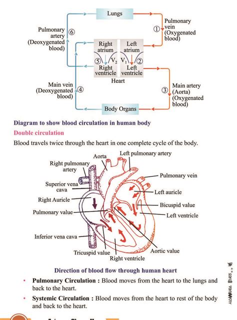 Image result for Life Processes Class 10 Flow Chart