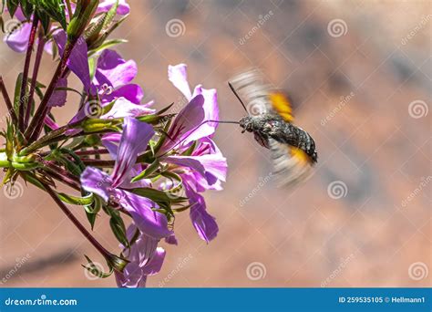 Image result for Large Hawk Moth