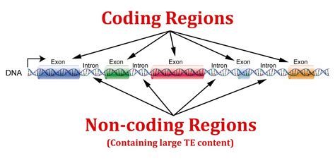 Afbeeldingsresultaten voor +Genetic Codind