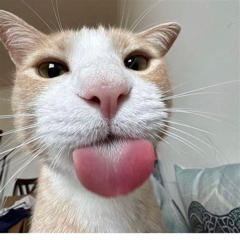 Image result for Cat C12 Engine Block