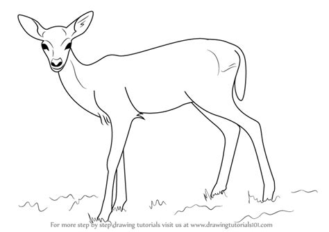 Image result for Baby Fawn Drawing
