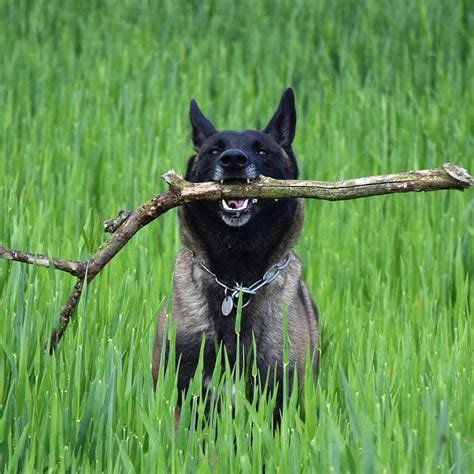 Image result for Brought Simple Form