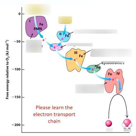 Visual Representation of Electron Transport Chain に対する画像結果