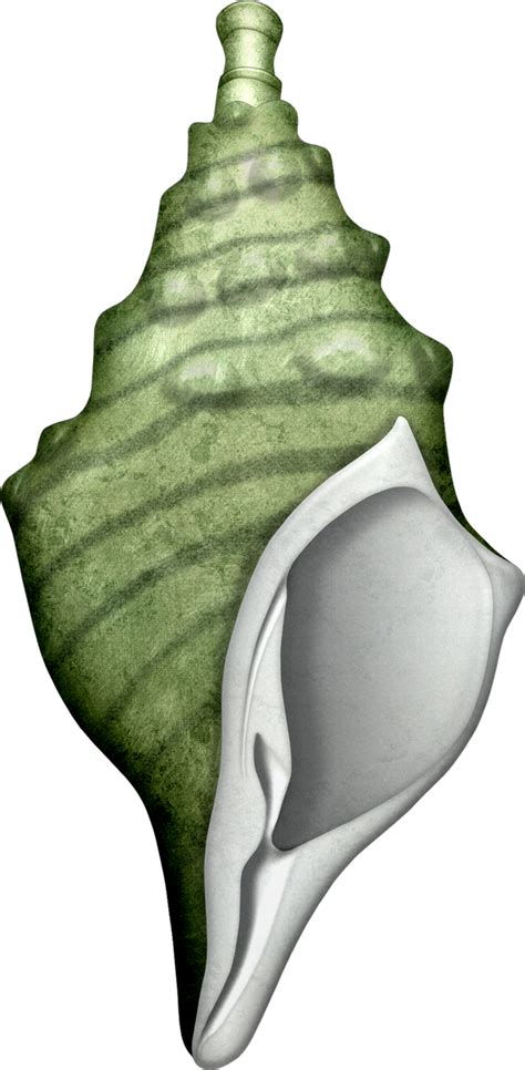 Conch Horn Logo に対する画像結果