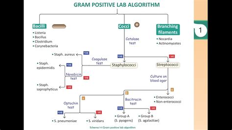 Afbeeldingsresultaten voor Gram-positive Rods Algorithm