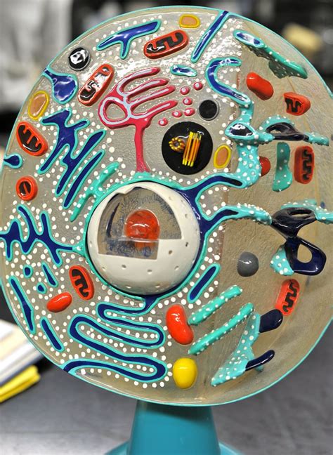 Image result for Lab Cell Model Labeled