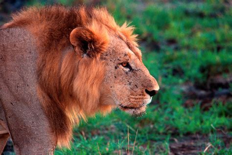 Image result for Lions Eating Humans