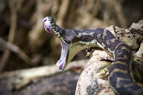 Carpet Python Snake Fangs に対する画像結果