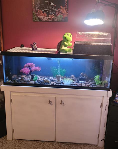 Pyramiding Box Turtle に対する画像結果