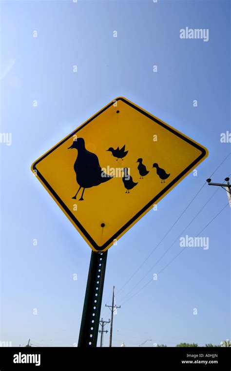 Image result for Slow Birds Crossing