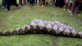 Image result for 20 Foot Python