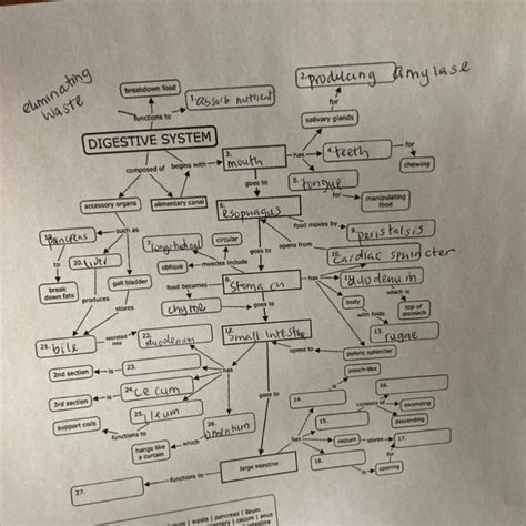 Toradh íomhá ar Chemical Digestive System Concept Map Answer Key