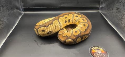 Image result for Bald Headed Python