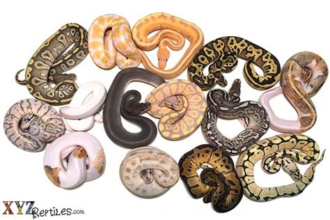 Ball Python Morphs Chart Are Ball Pythons Arboreal? – Herpetoculture