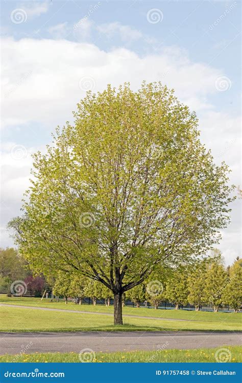 Maple Tree Colors in Spring に対する画像結果