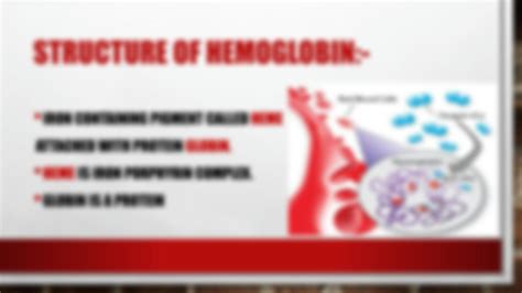 Image result for Hemoglobin Structure and Function