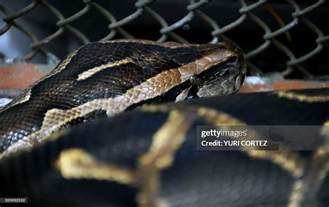 Toradh íomhá ar A Snake Called Python