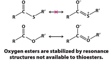 Image result for Thioester Hydrolysis Complement Cascade