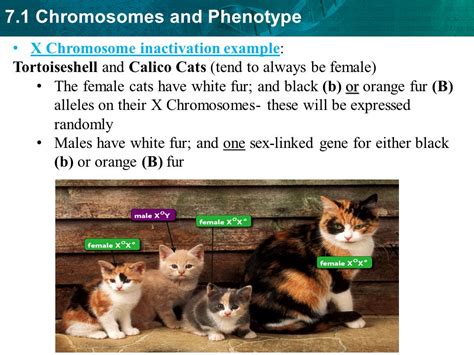 Image result for Chat Bot UI React Native