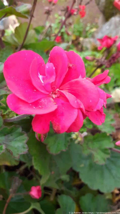 Toradh íomhá ar Geraniums Propagation