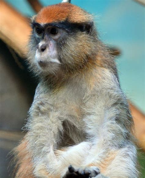 Monkey Fakemon に対する画像結果