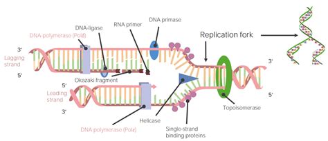 Afbeeldingsresultaten voor DNA AP