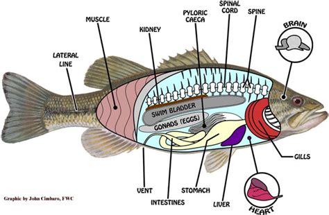 Discus Fish Internal Organs に対する画像結果